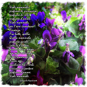 Viole mammole