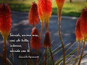 Sorridi
