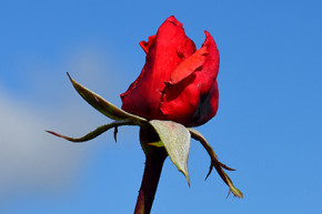 Il 14 febbraio è San Valentino: auguri a chi ama.